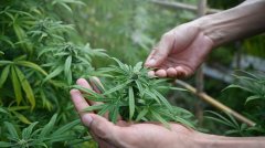 泰国卫生部长签署命令 严格限制大麻只能用于医疗用途